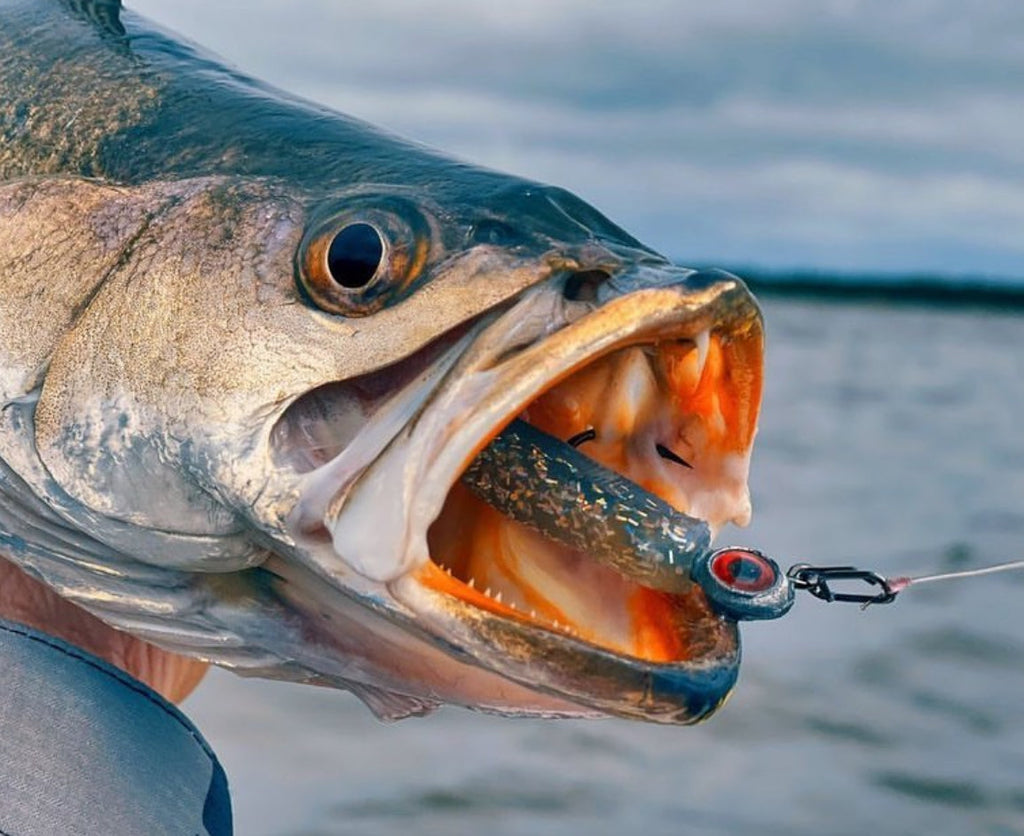 Inshore Speed Clip Bundle (25 Clips in Each Size)